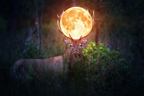 hunter's moon